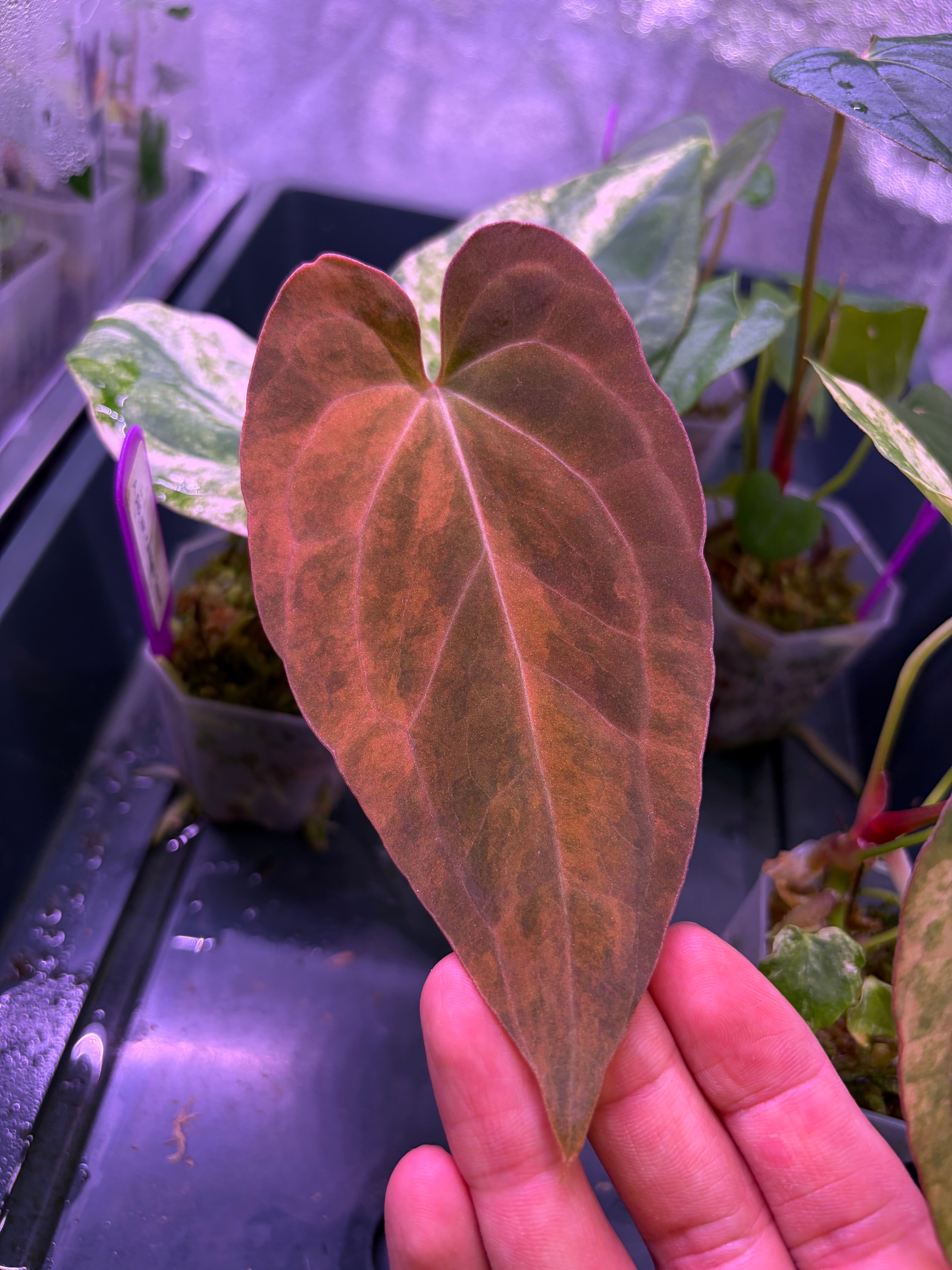 Anthurium papillilaminum var. × 'BVEP' [Tezula] – Secret Foliage