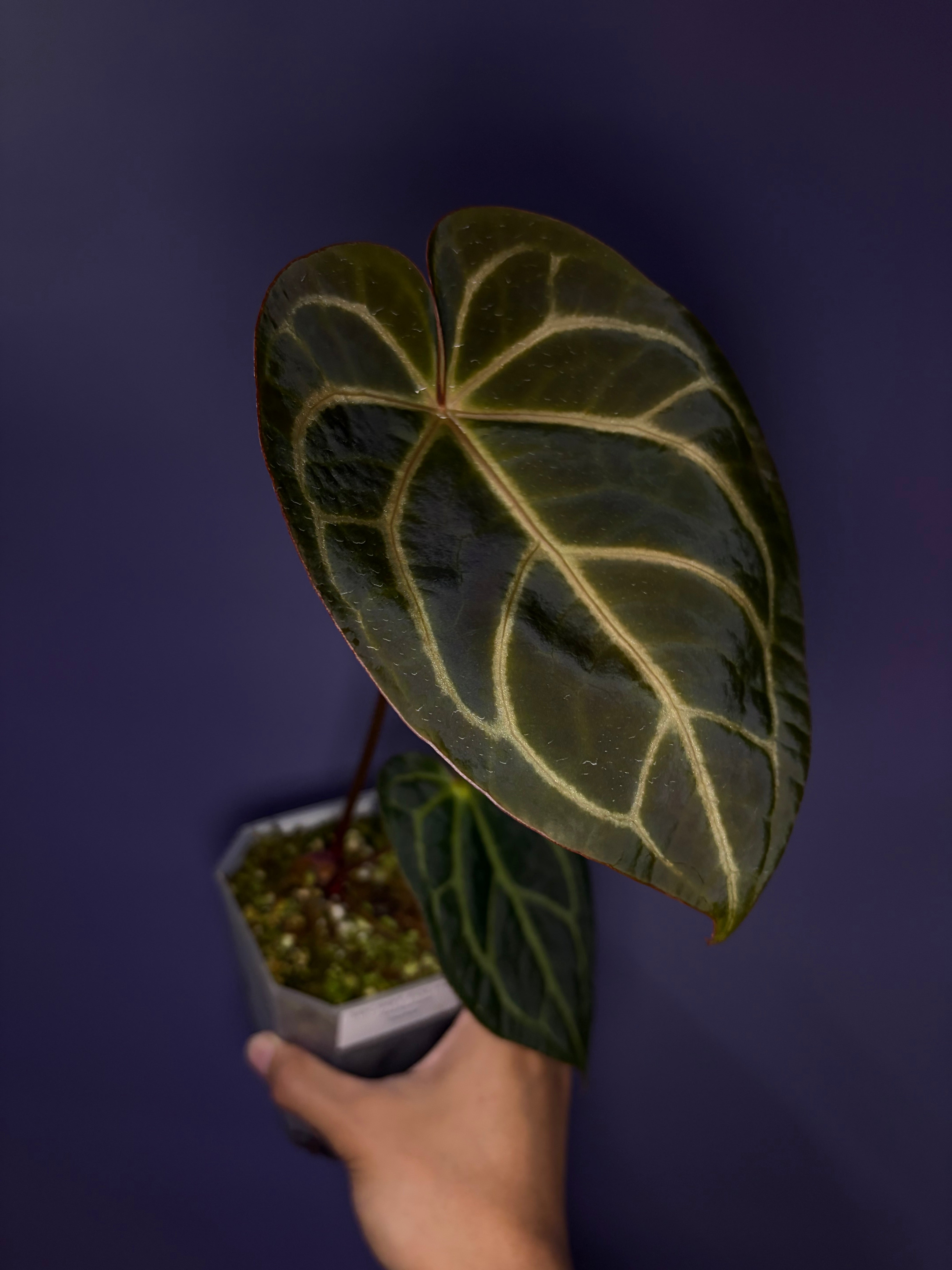 Anthurium 'White Widow/Jackie' – Secret Foliage