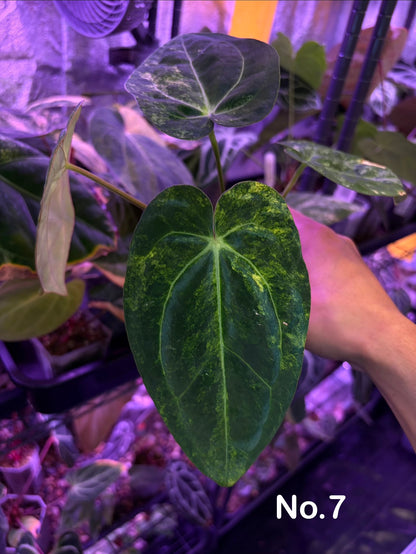 Anthurium papillilaminum var. × carlablackiae