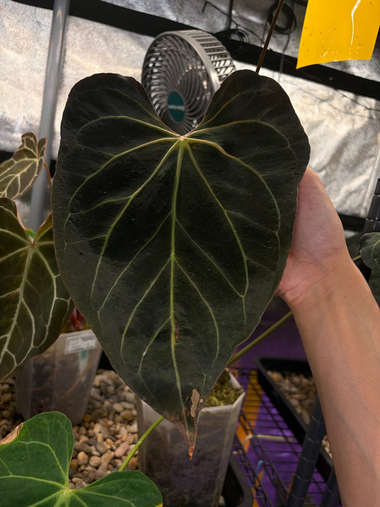 Anthurium ‘Black Emerald’
