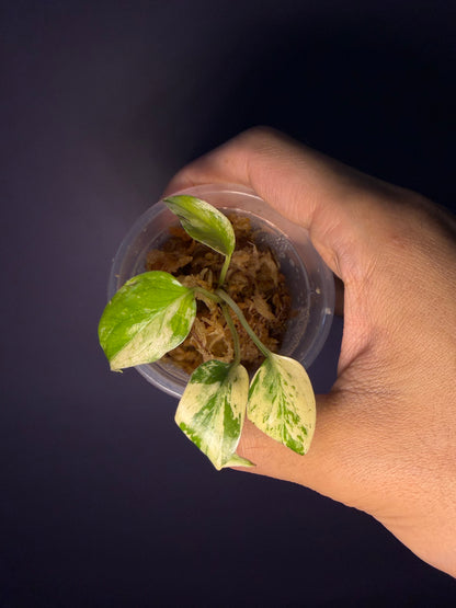 Monstera mint variegata