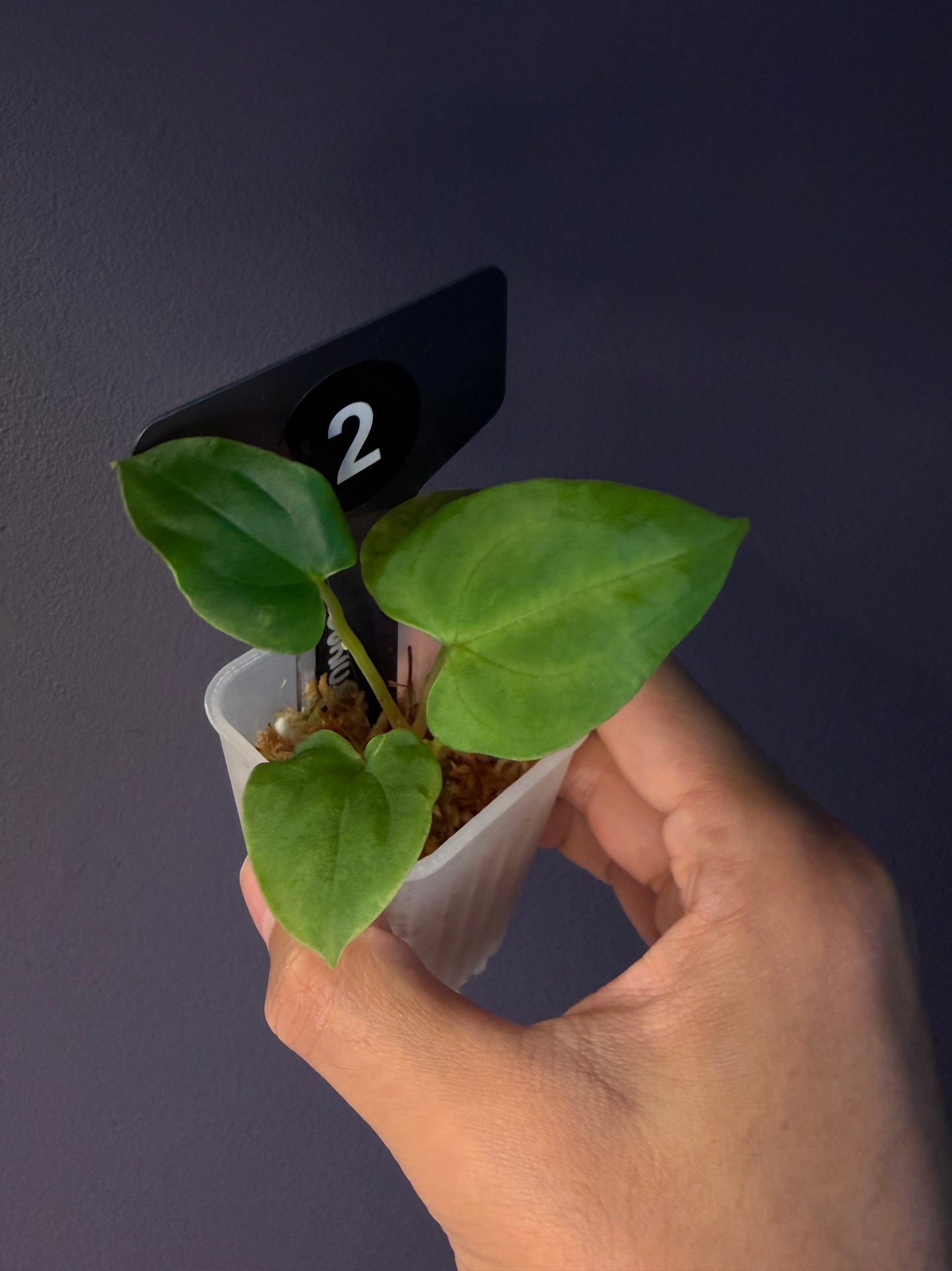 Anthurium Papi ‘Ree Gardens’ × (FS × RL)