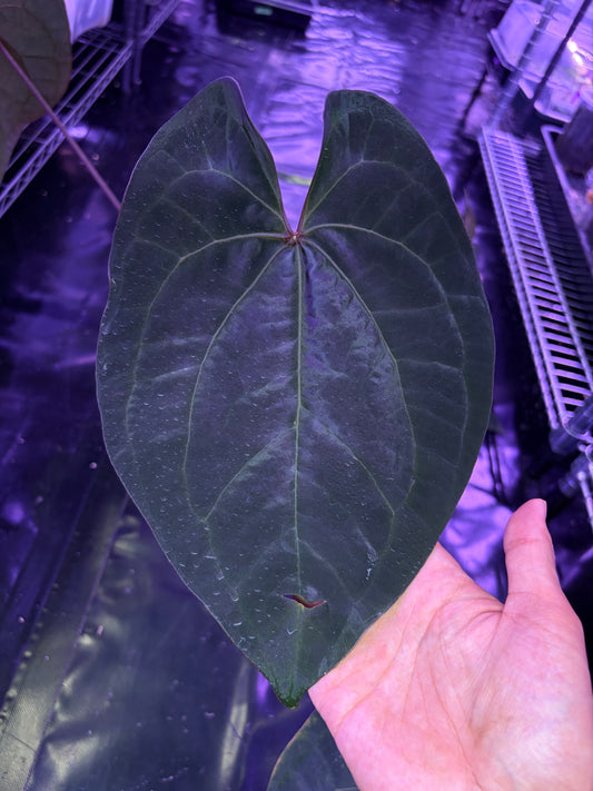 Anthurium Ace of spades ‘Tezula’  (Dark form) clone - mother plant
