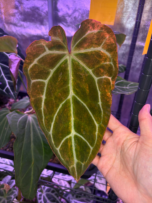 Anthurium crystallinum hybrid variegata