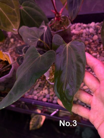 Anthurium papillilaminum ‘Marie’ - clone