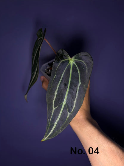 Anthurium carlablackiae (selected)