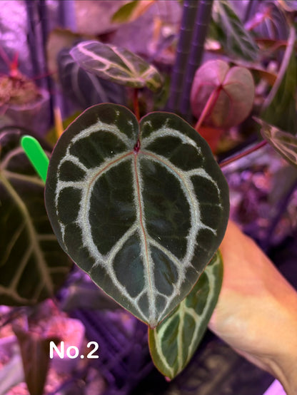 Anthurium Besseae aff x ‘Wonderboy A’