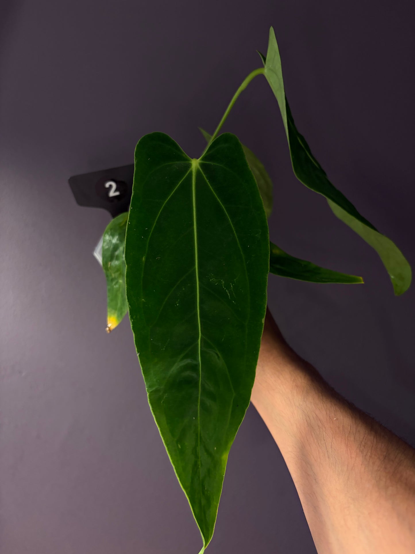 Anthurium warocqueanum × papillilaminum ‘Ralph Lynam’