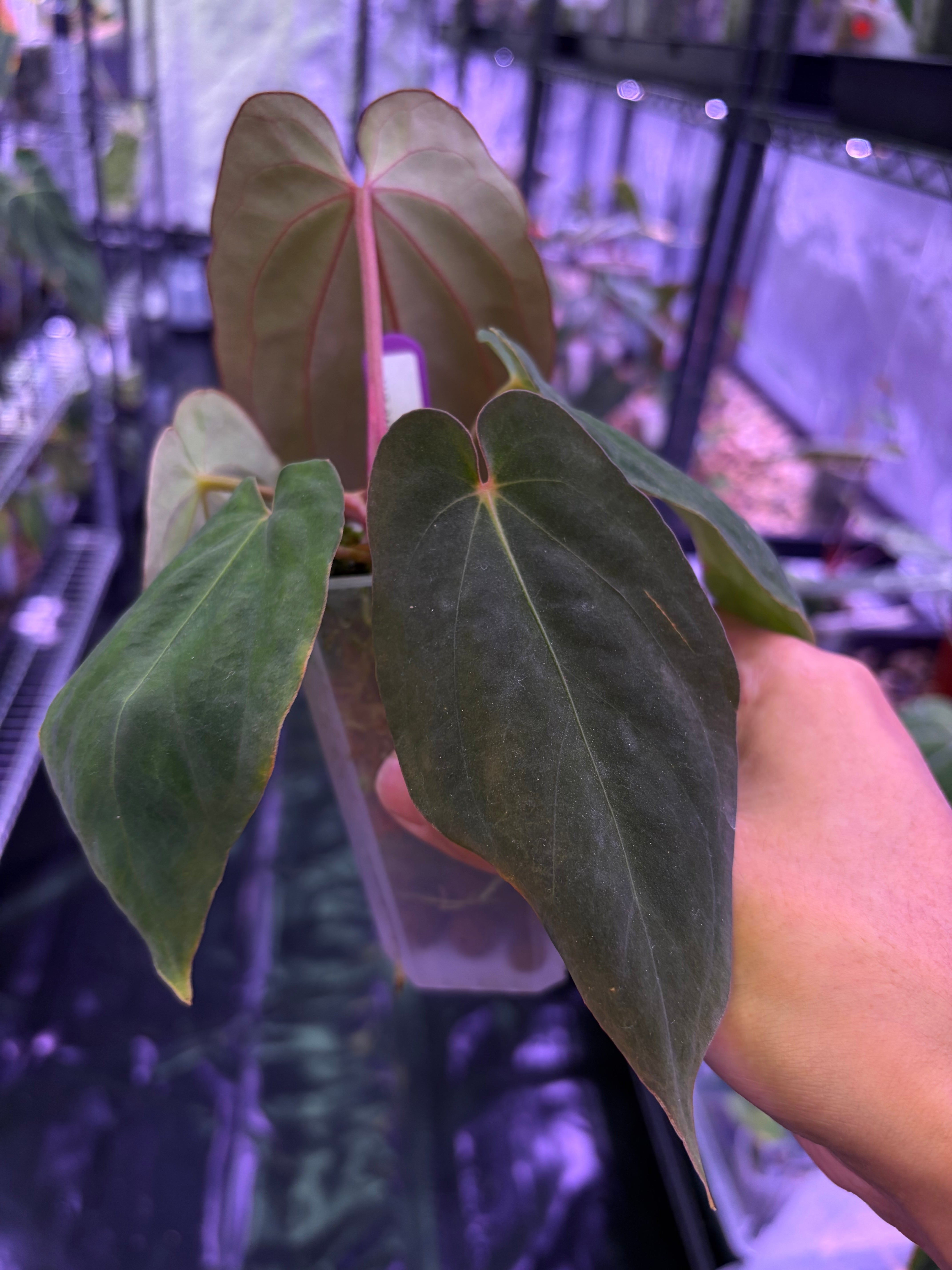 Anthurium antolakii/BVEP ('Tezula' × 'Scott') – Secret Foliage