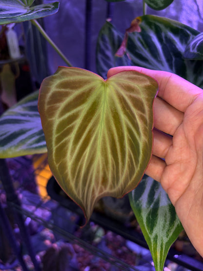 Anthurium Silver butterfly