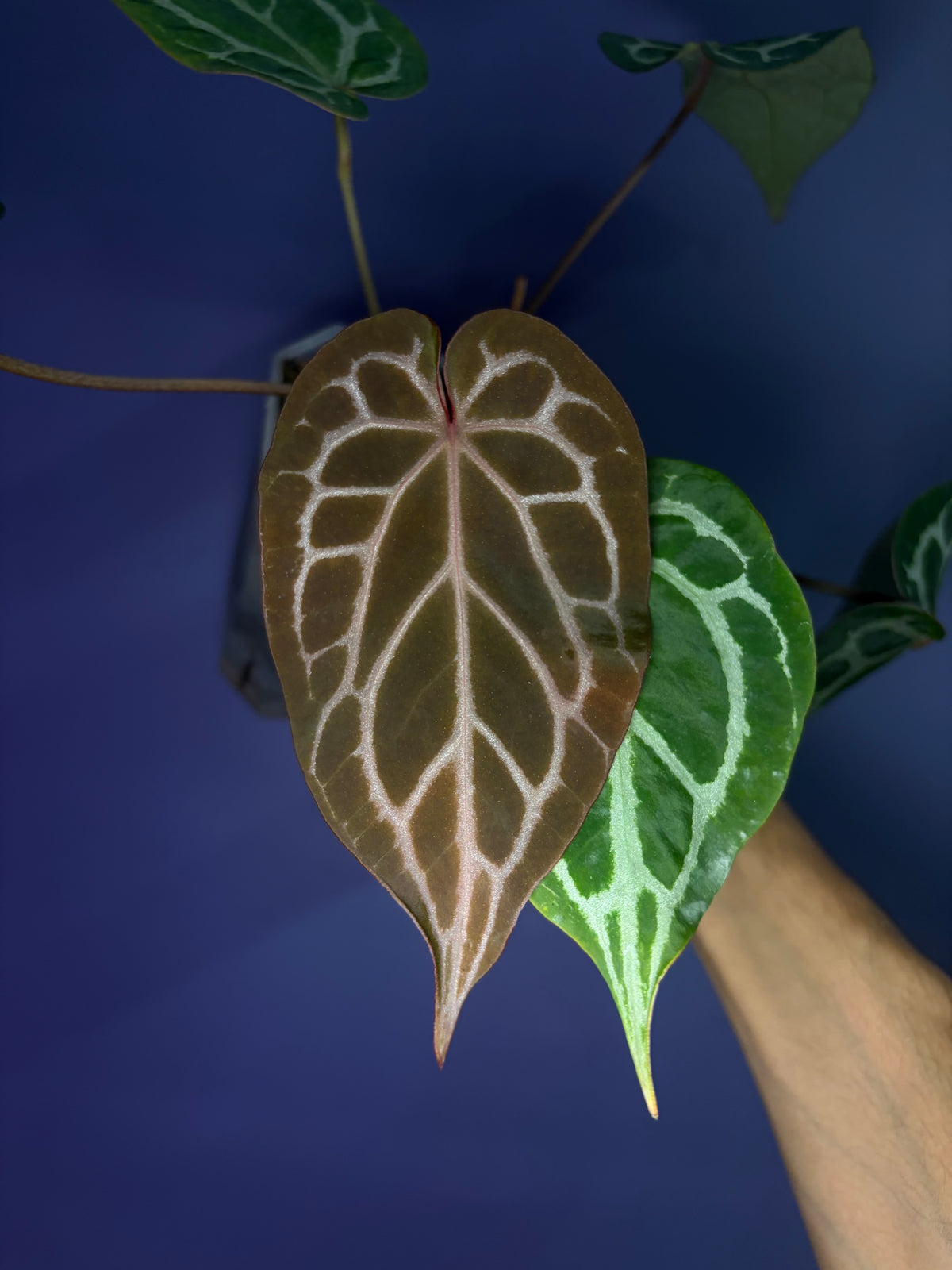Anthurium ‘Chocolate’ crystallinum × Red crystallinum