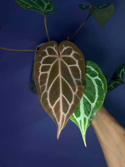 Anthurium ‘Chocolate’ crystallinum × Red crystallinum