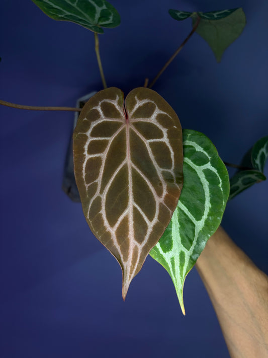 Anthurium ‘Chocolate’ crystallinum × Red crystallinum