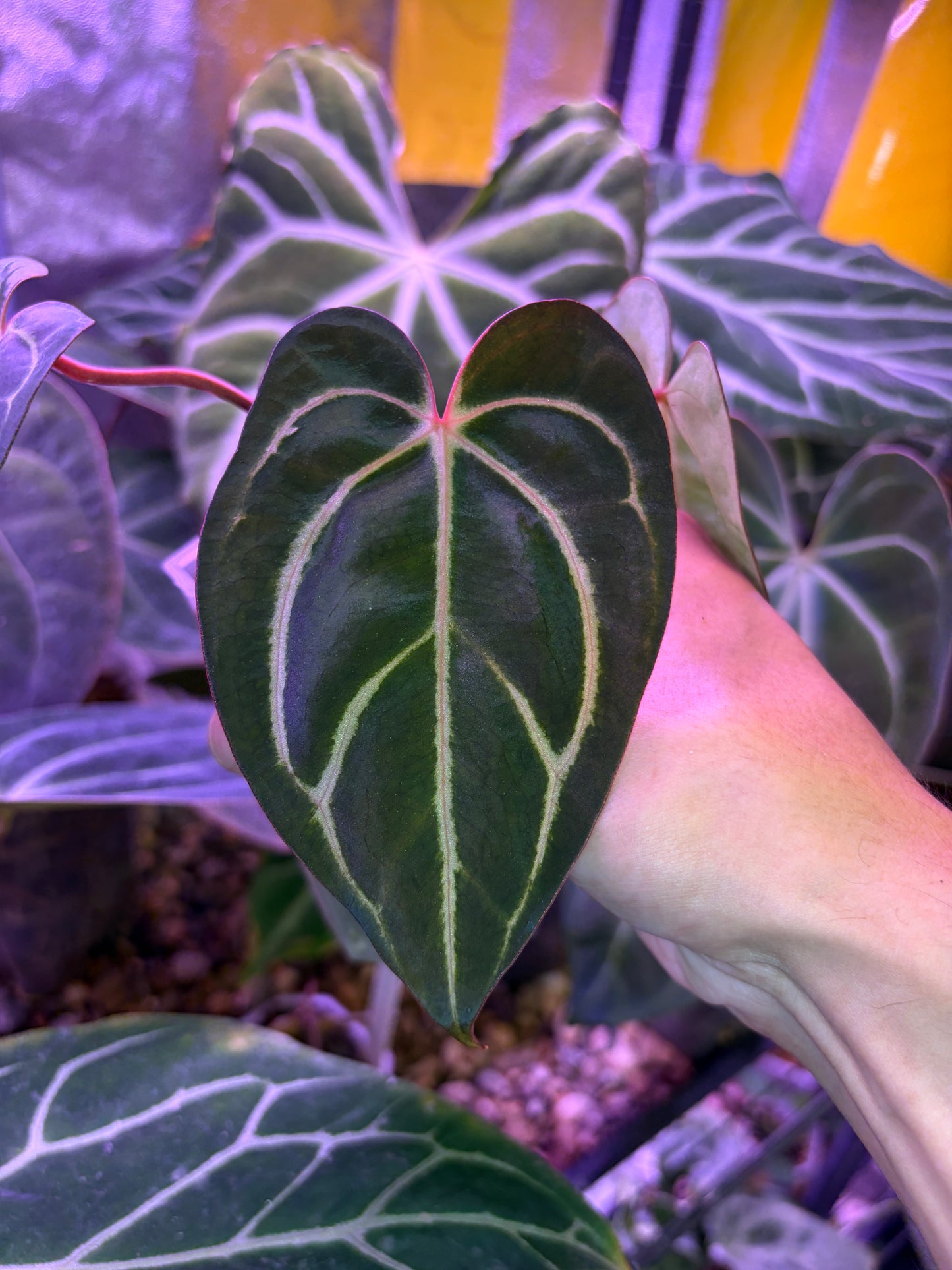 Anthurium carlablackiae - selected #6