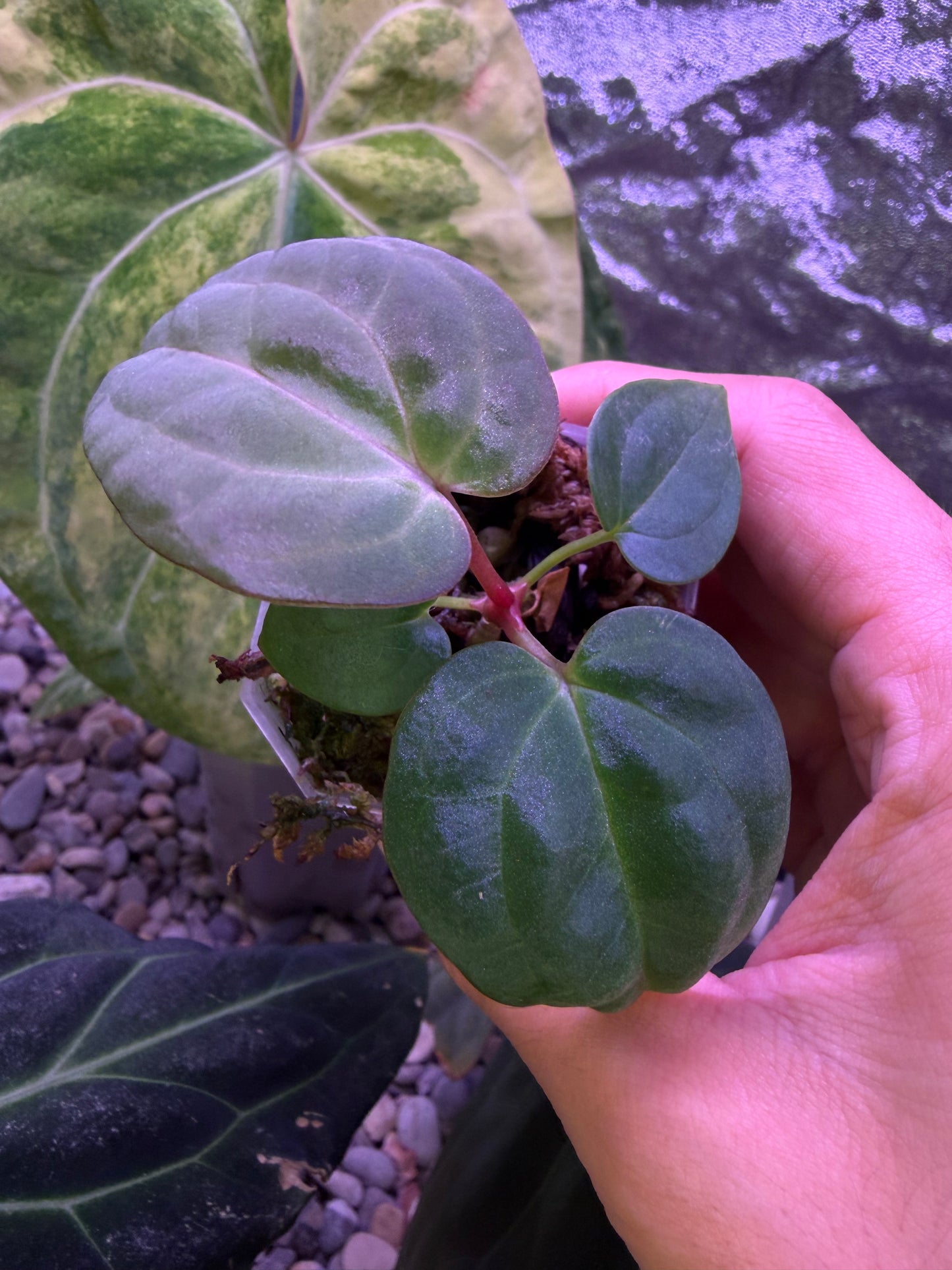 Anthurium Carlablackiae RA13 × BVEP OG1