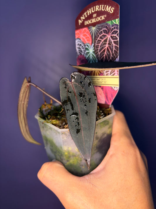 Docblock Red velvet cake ‘24’ x Home, sweet home ‘32’ (selected #2)