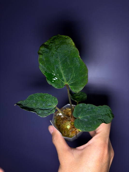 Anthurium Besseae aff × (Zara × Michelle × dressleri) ‘mutated’