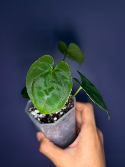 Anthurium papillilaminum RA6 - clone