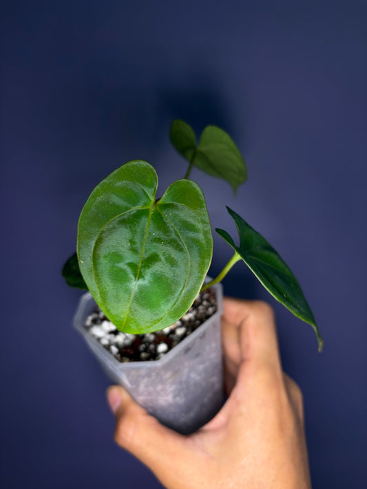 Anthurium papillilaminum RA6 - clone