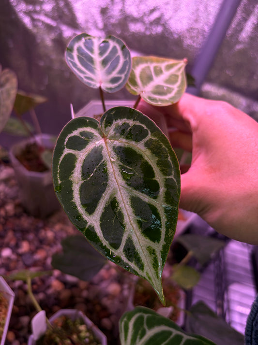 Anthurium Red Crystallinum × Michelle