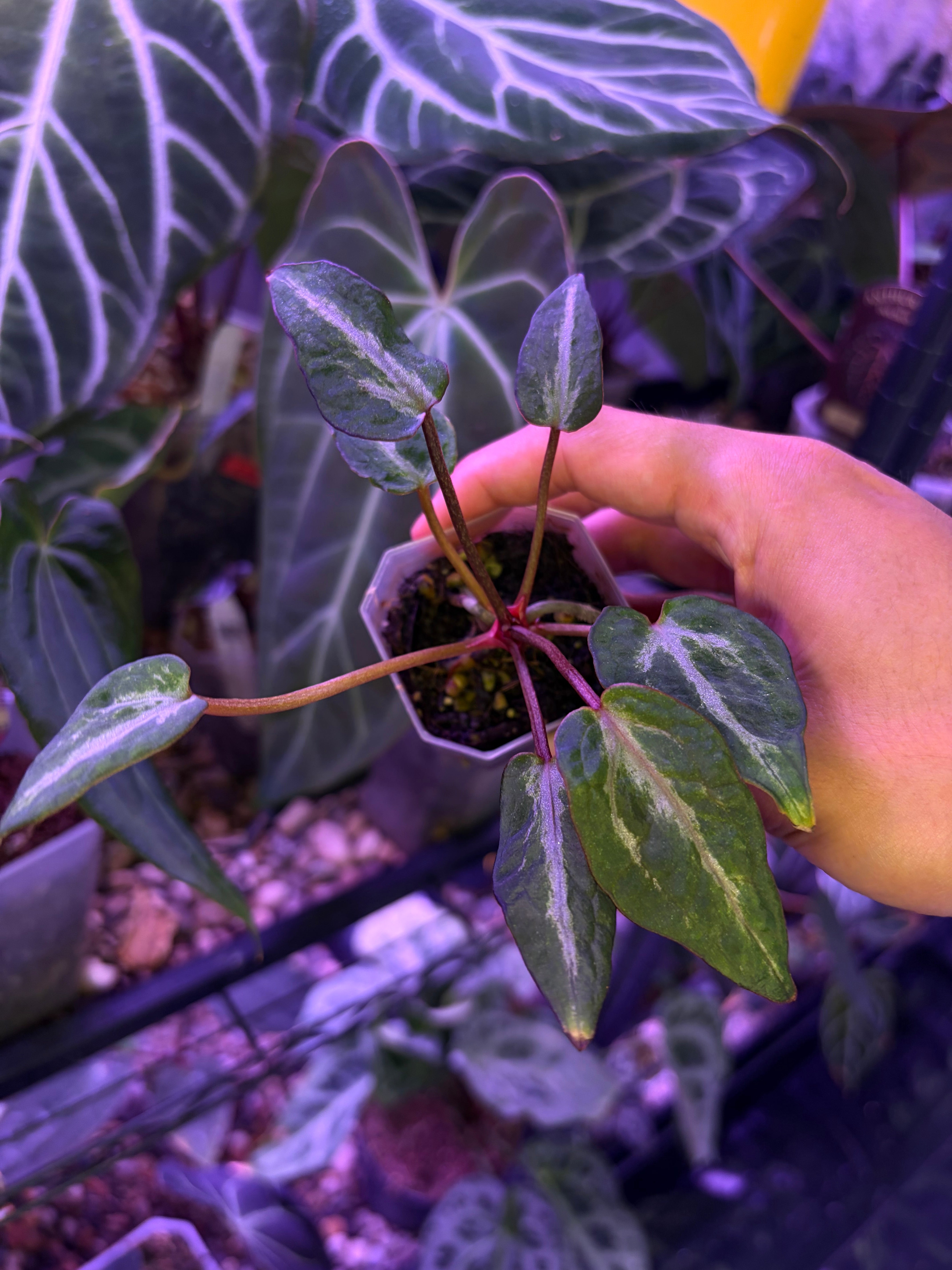 Anthurium Red Crystallinum 'mutated' – Secret Foliage