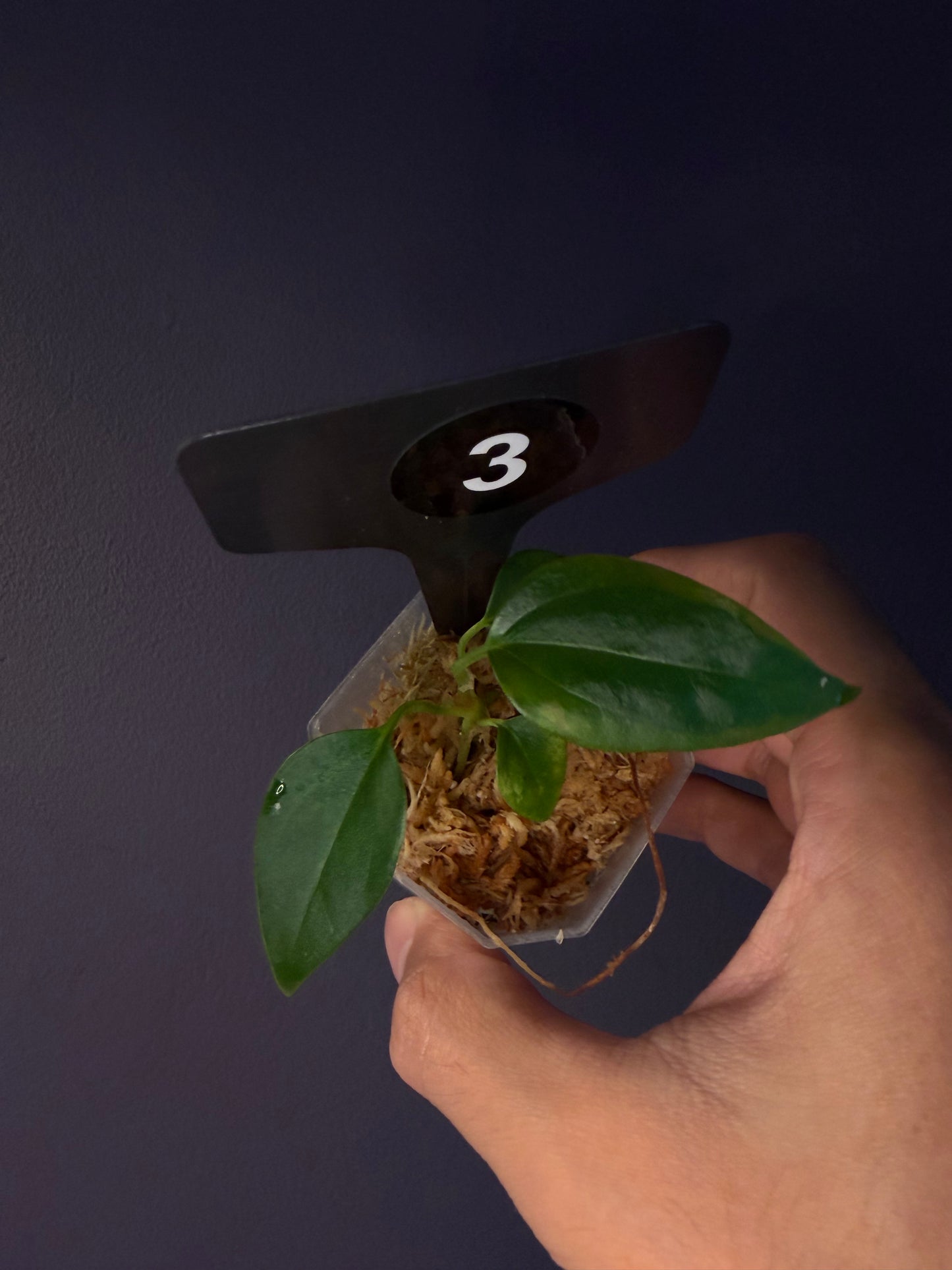 Anthurium ‘Miss Worldwide’ (portillae ‘NSE’ × ‘Indo Portillae’)