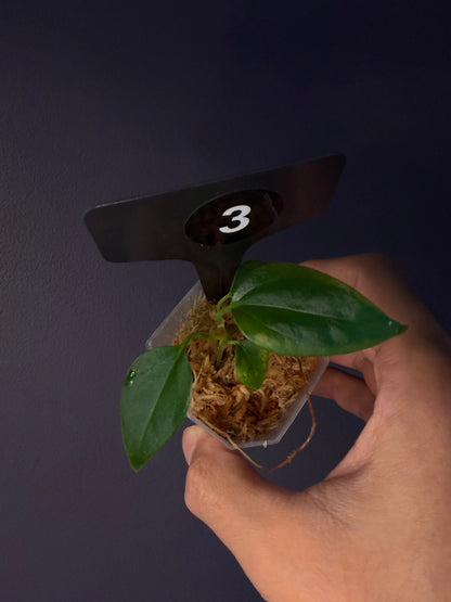 Anthurium ‘Miss Worldwide’ (portillae ‘NSE’ × ‘Indo Portillae’)