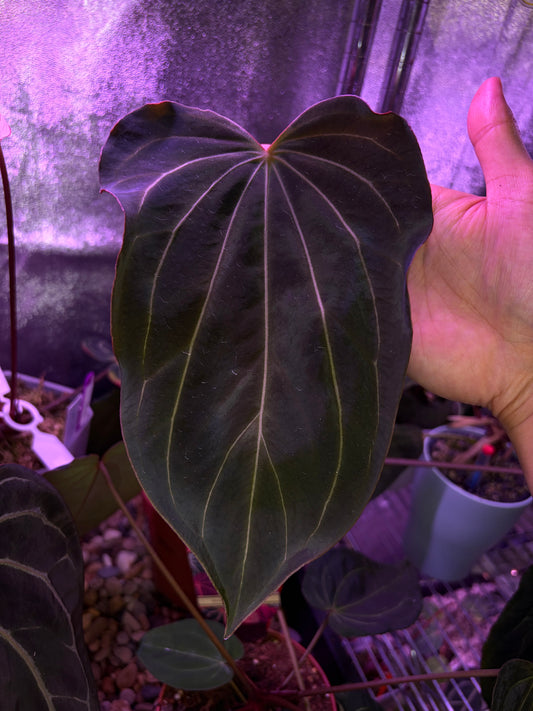 Anthurium ‘black widow’ ‘13’ × ‘43’