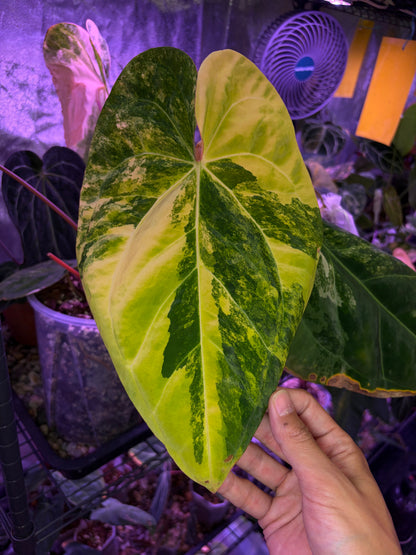 Anthurium papilliaminum variegata OG