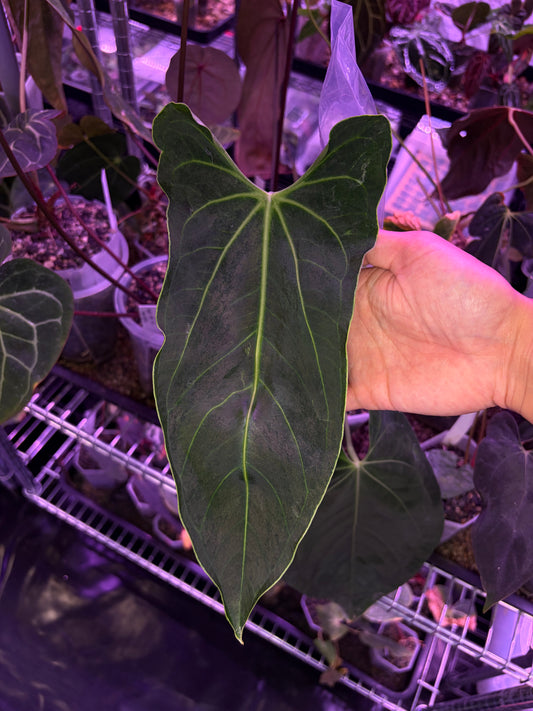 Anthurium ‘Dark mama’