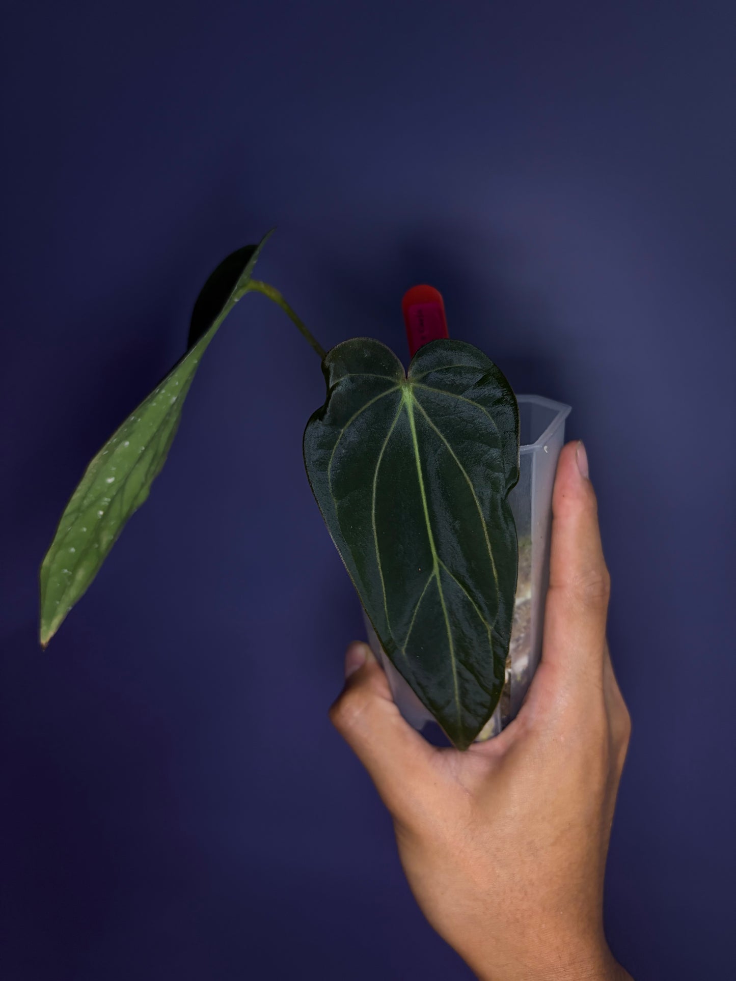 Anthurium Dressleri RG F2 × Carlablackiae - clone