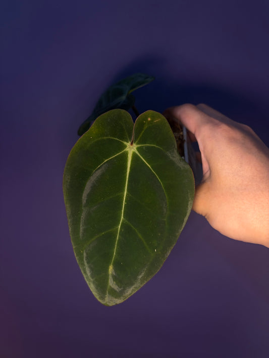 Anthurium Eastern Dressleri × Carlablackiae