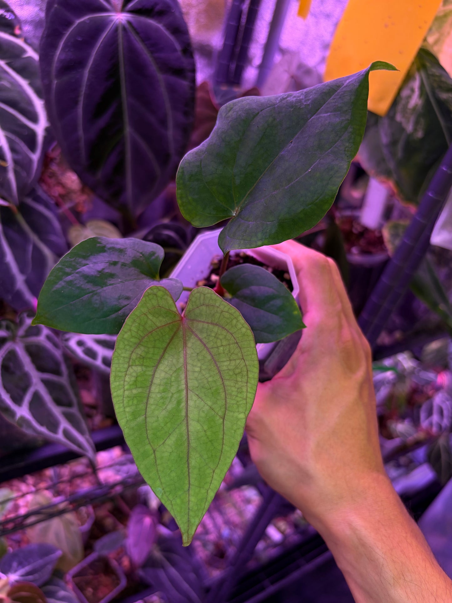Anthurium ‘Red Vein Dark Phoenix’ × kunayalense
