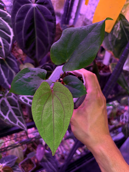 Anthurium ‘Red Vein Dark Phoenix’ × kunayalense