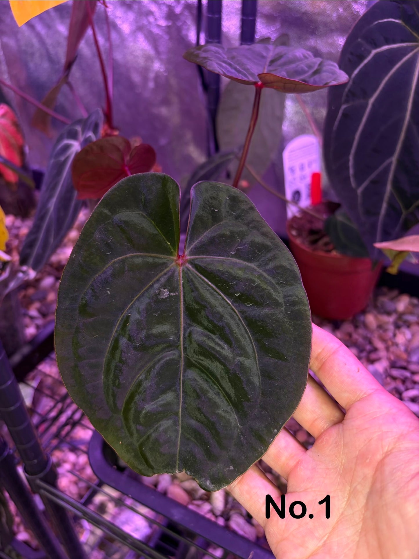 anthurium hoffmannii Anthurium hoffmannii 'Bloodmoon' – Secret Foliage