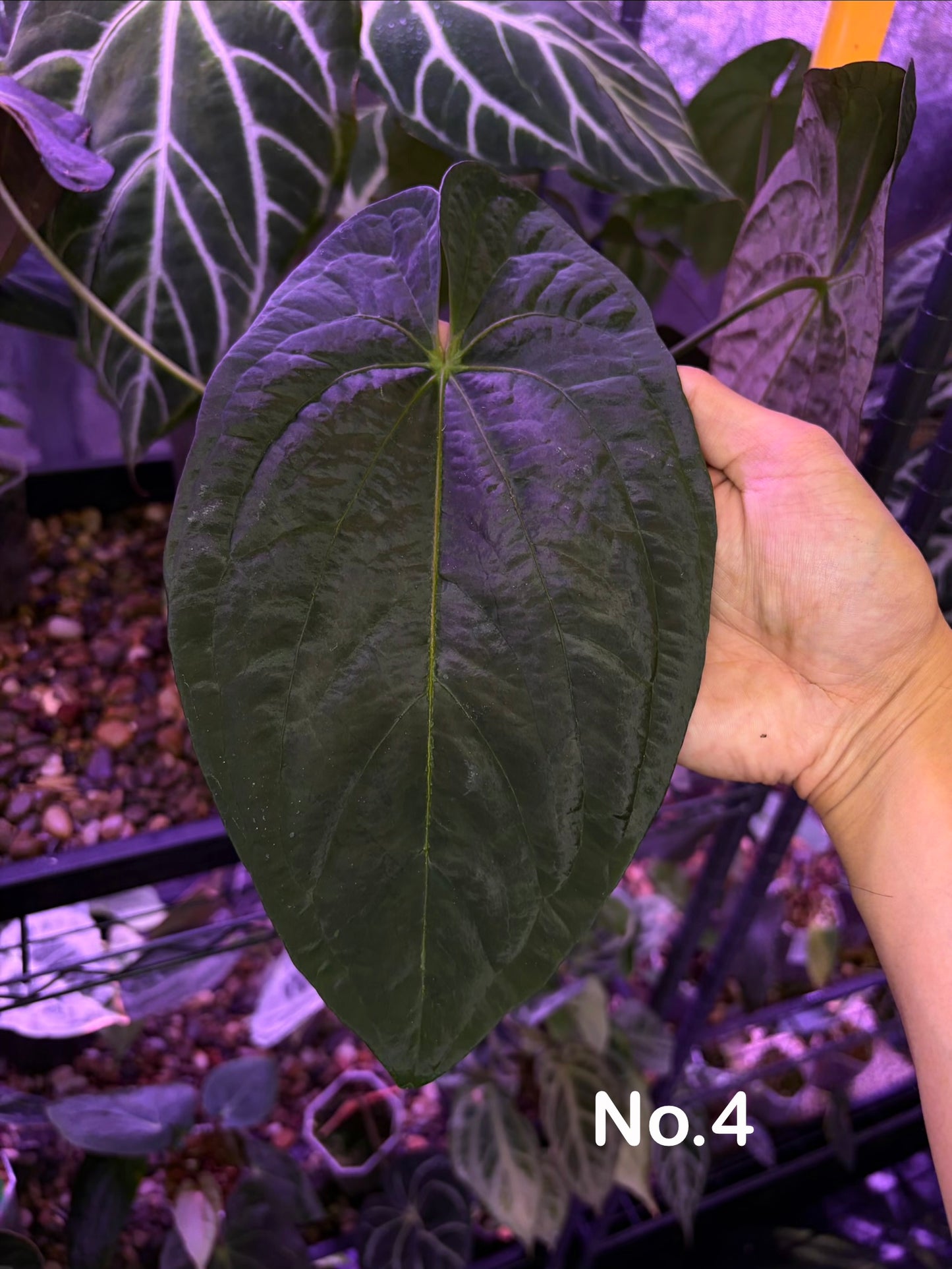Anthurium pap ‘FS’ × (pap ‘FS’ × ‘AOS’) - selected