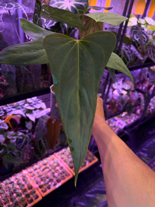 Anthurium portillae ‘NSE’ × ‘Indo portillae’