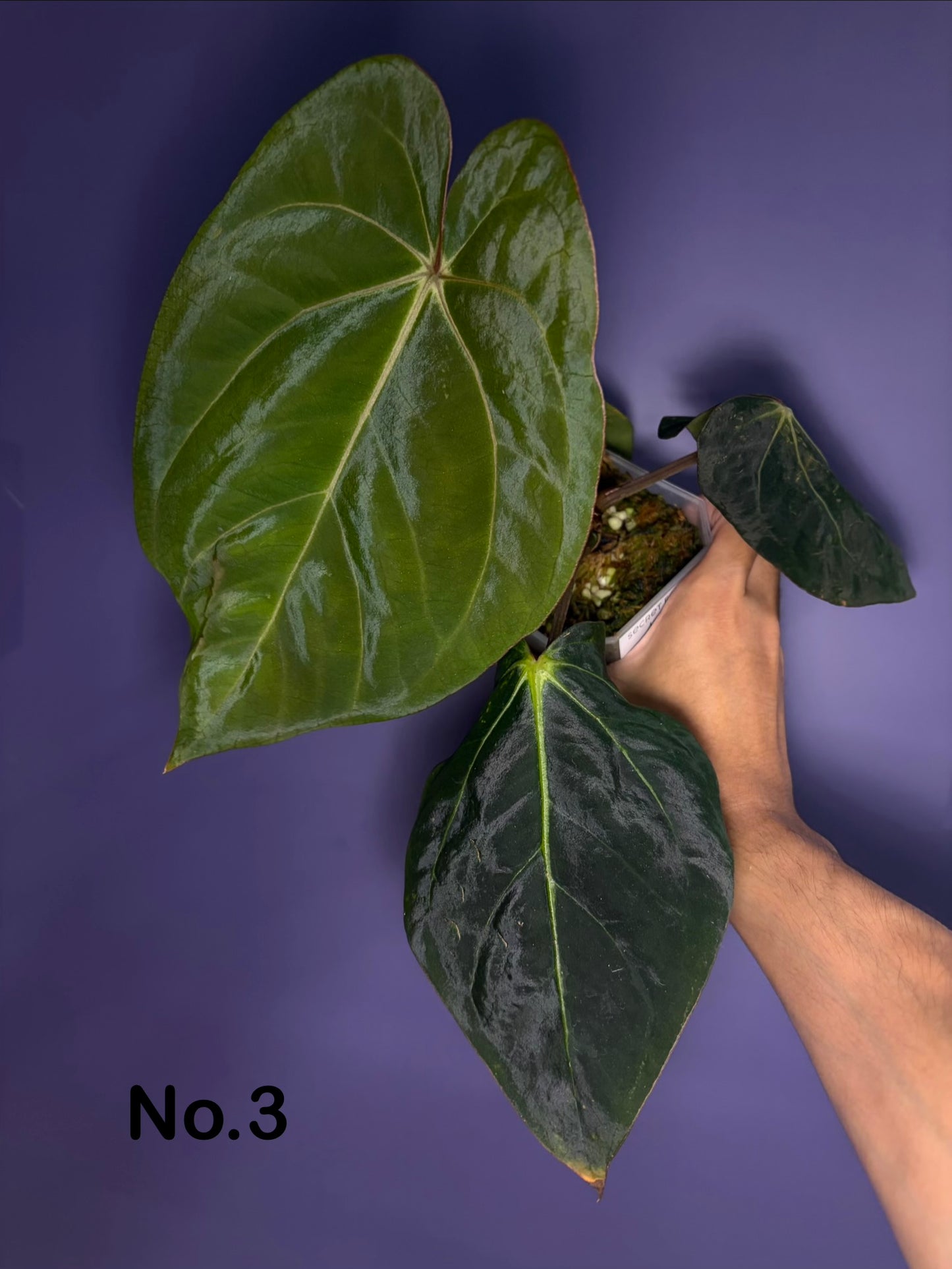 Anthurium Eastern Dressleri × Carlablackiae