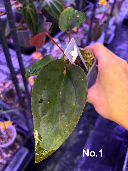 Anthurium Antolakii/BVEP (Round × Felix) × Papi (RL × FS)