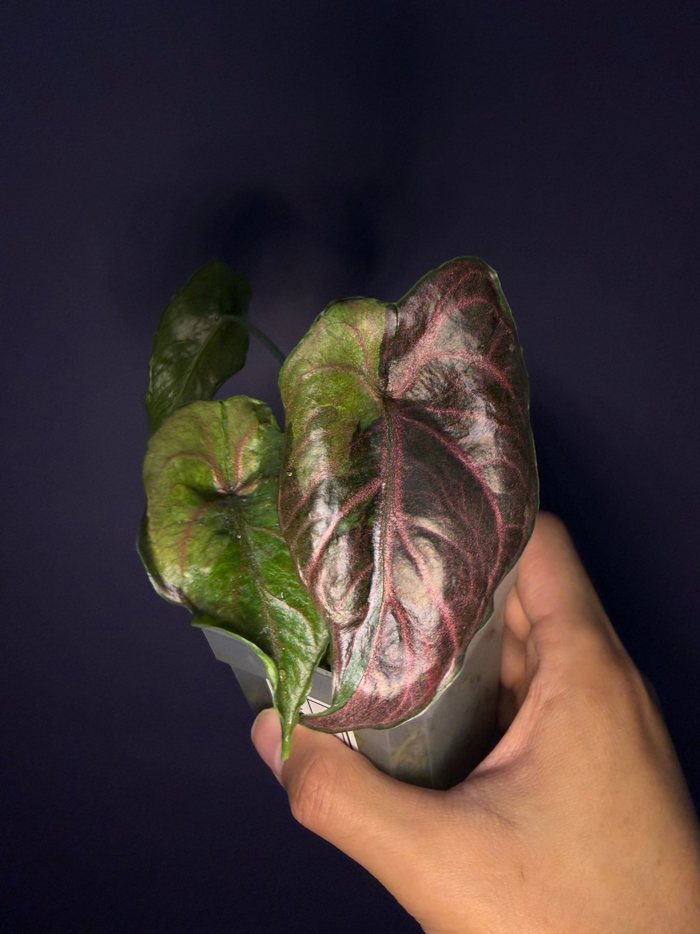 Alocasia Azlanii Aurea variegata