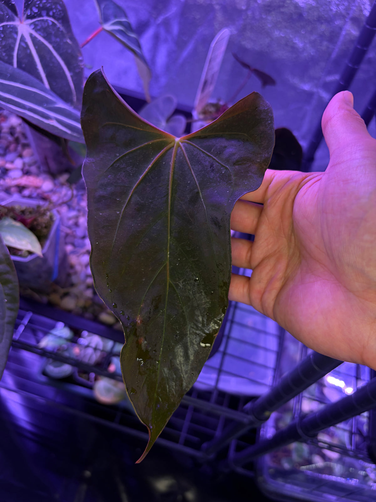 Anthurium papillilaminum ‘Ralph Lynam’ × self (selected #4) – Secret ...
