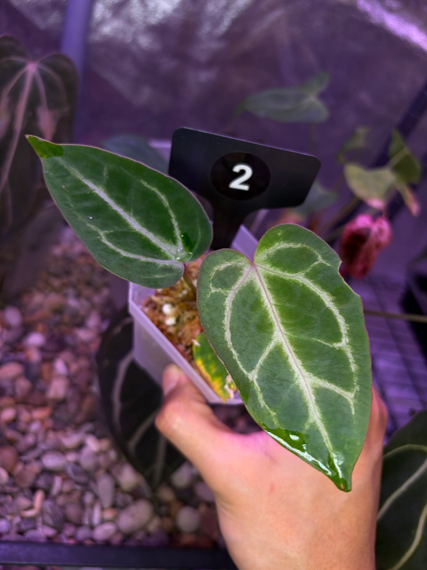 Anthurium ‘Dreamweaver’ × ‘FTG’ Crystallinum