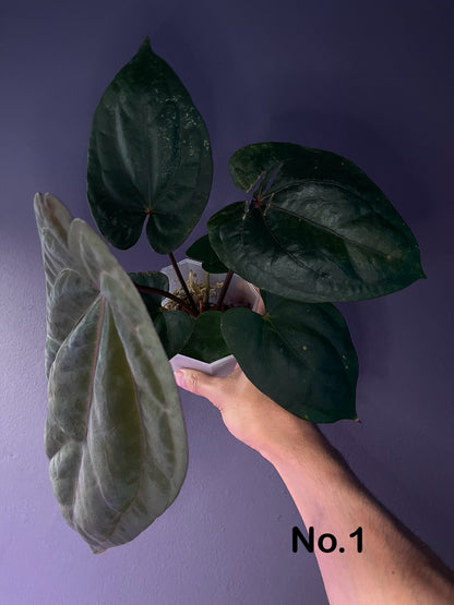 Anthurium ‘Red Vein Dark Phoenix (RVDP)’ × dressleri
