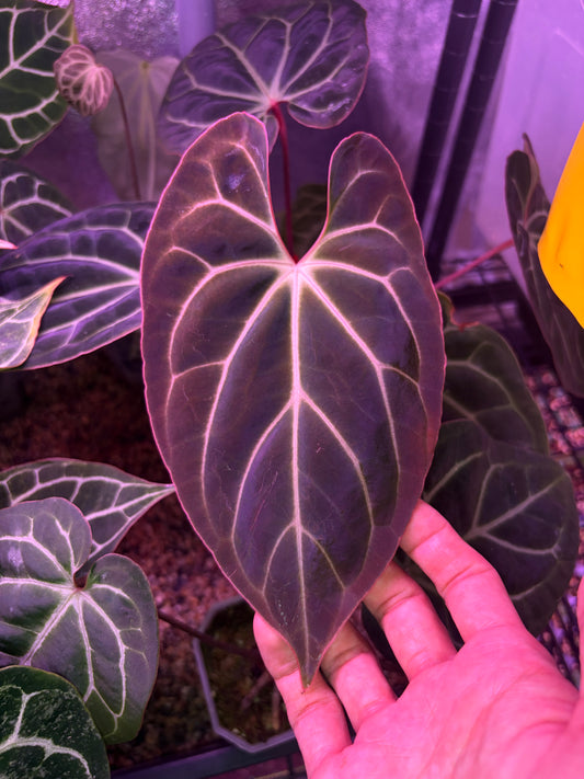 Anthurium besseae aff. #6
