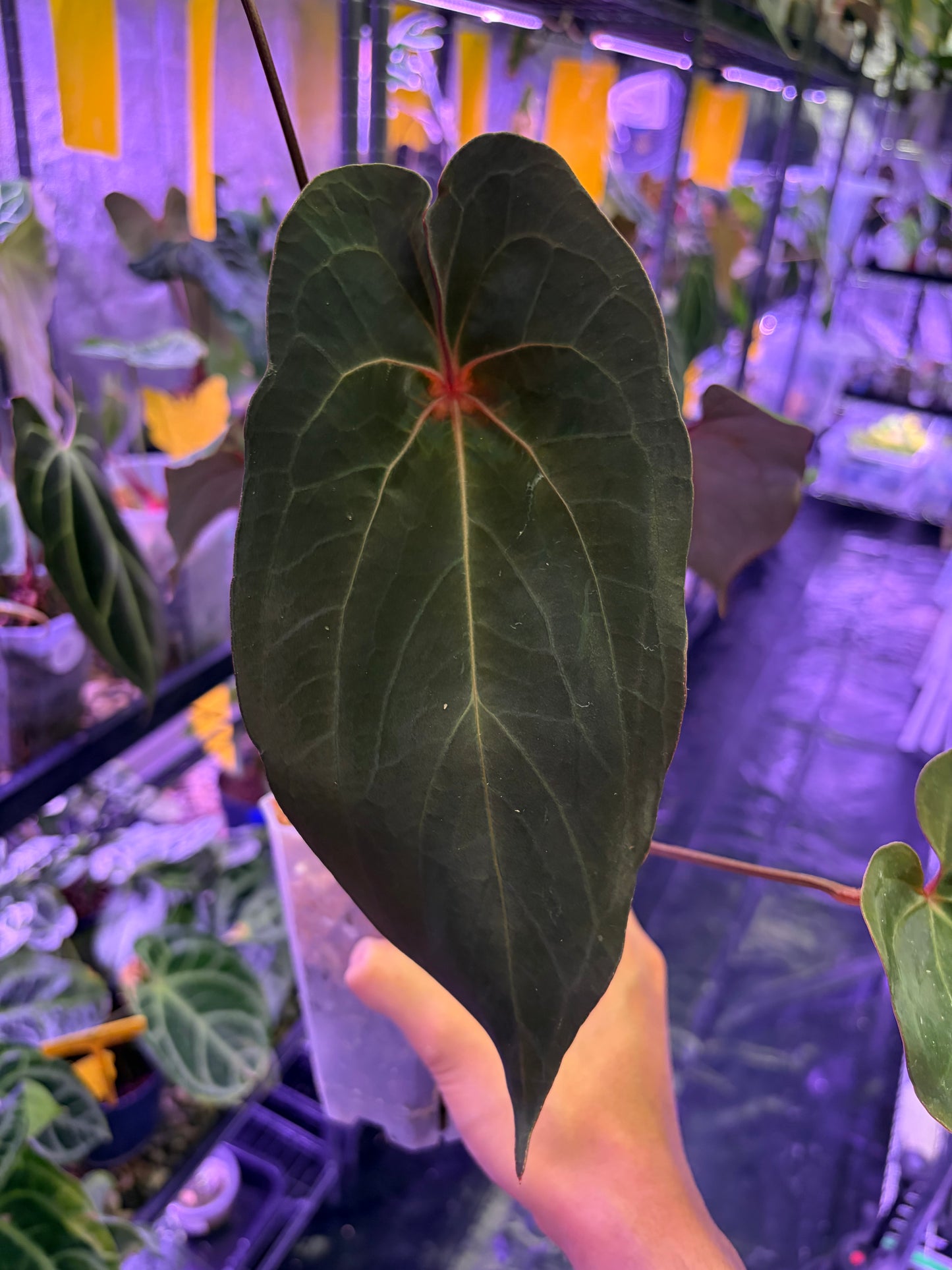 Anthurium Papillilaminum (‘X-one’ × ‘Hulk Naomi’) mutated