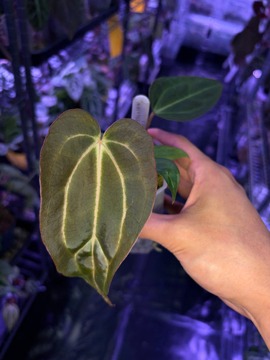 Carlablackiae TS3 x (Black widow x Red velvet cake)