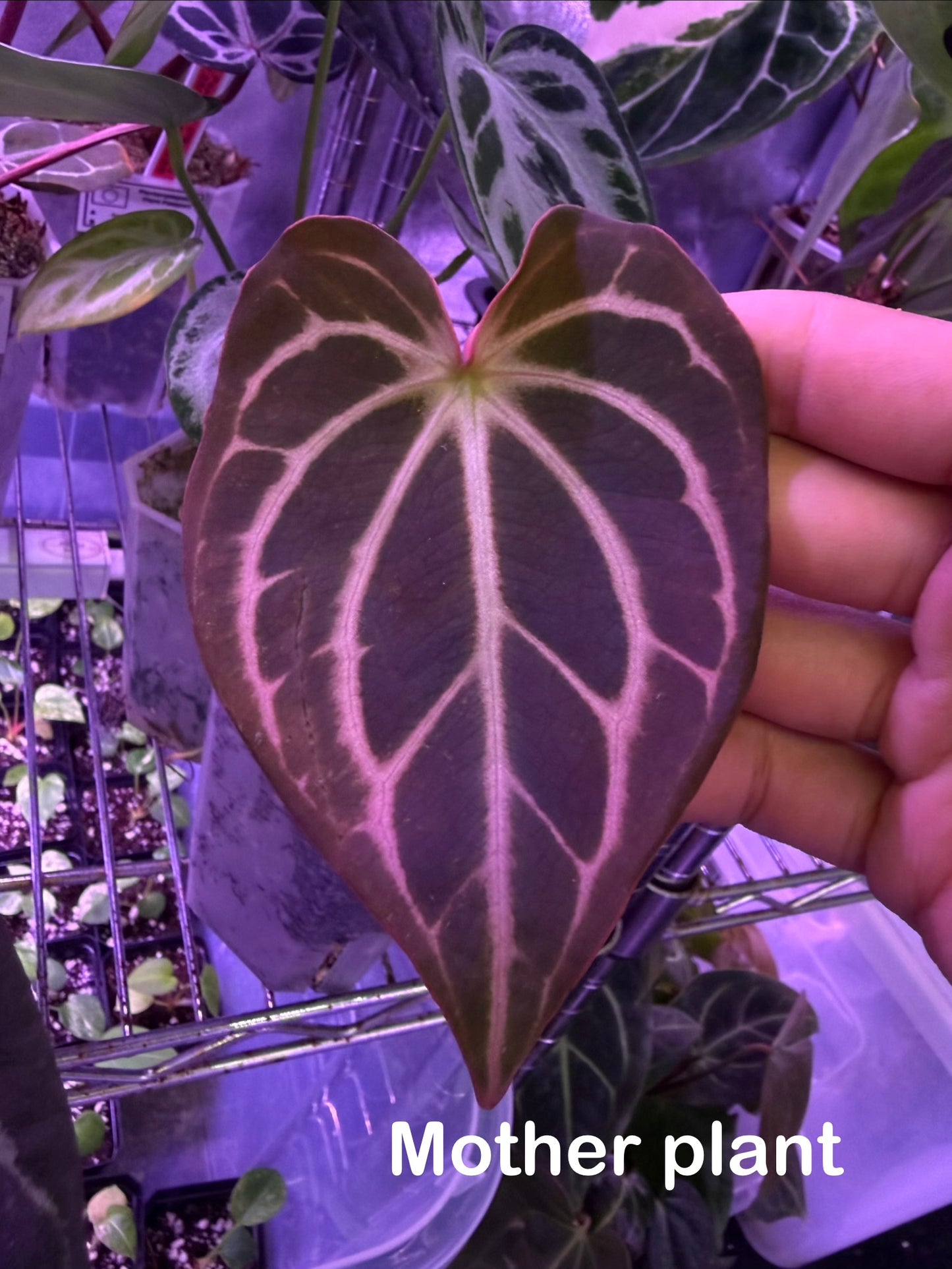 Anthurium carlablackiae - selected #5