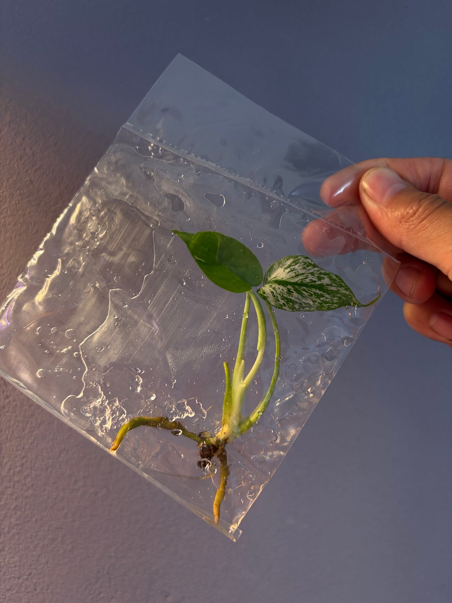 Monstera Devil - TC bag