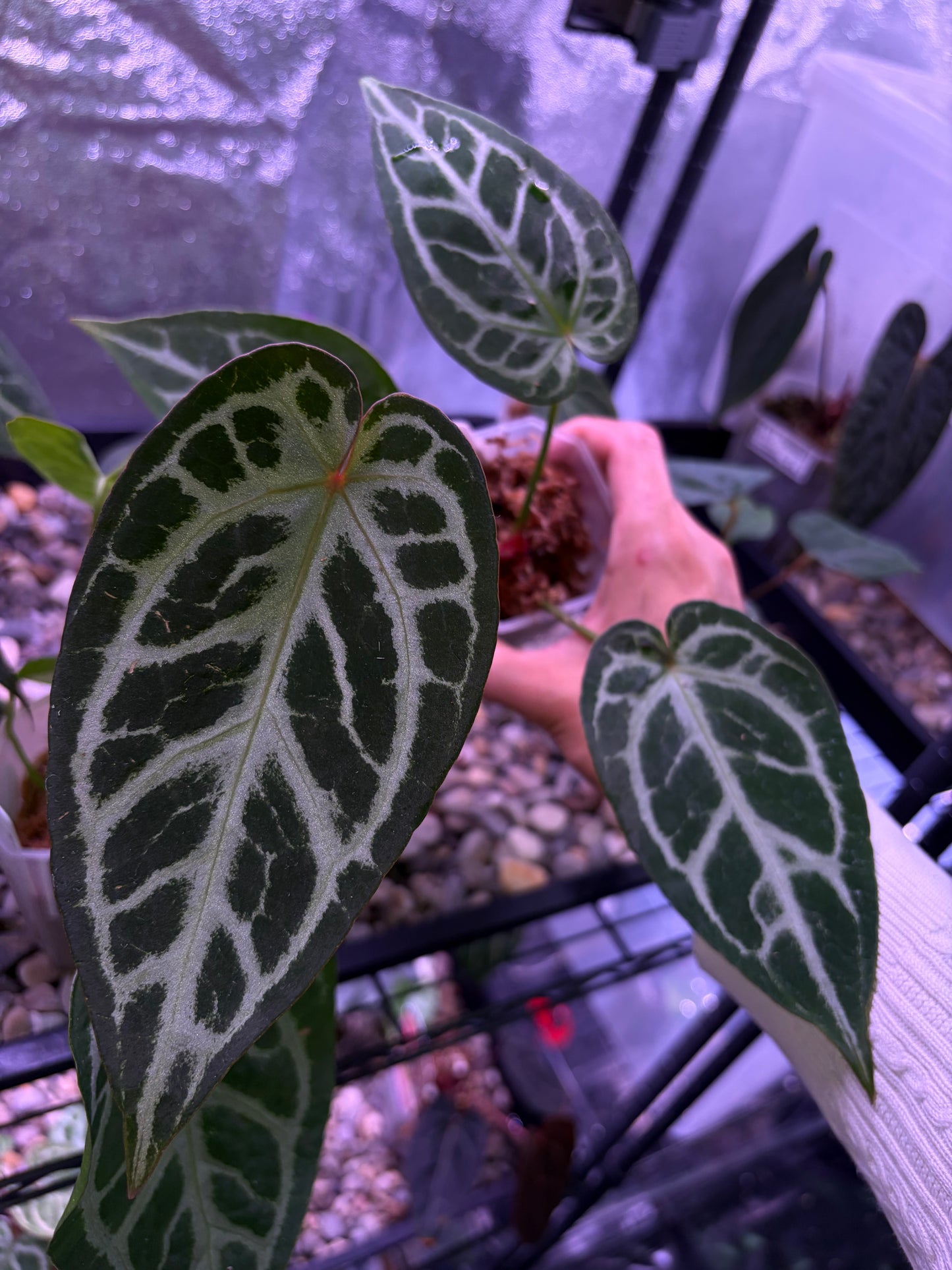 Anthurium King of Spades × Red Crystallinum (HU × RC)