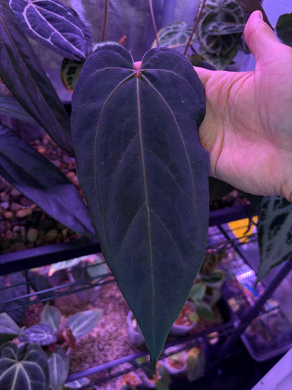 Anthurium papillilaminum ‘blue’ × ‘Hulk Naomi’